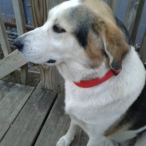 Meet your Posher, Billy